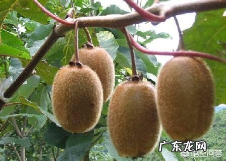 购买猕猴桃时应该如何挑选?