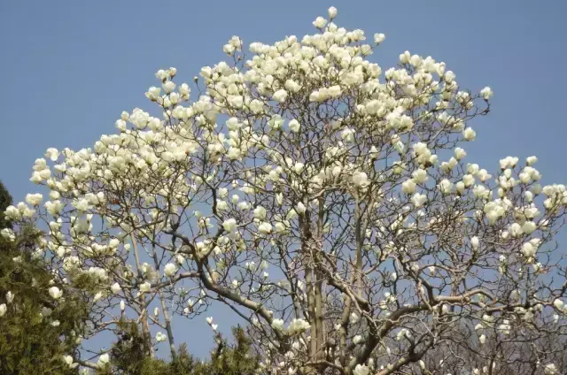 石榴树黄了风水有什么说法吗
