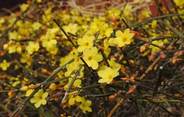 石榴树黄了风水有什么说法吗