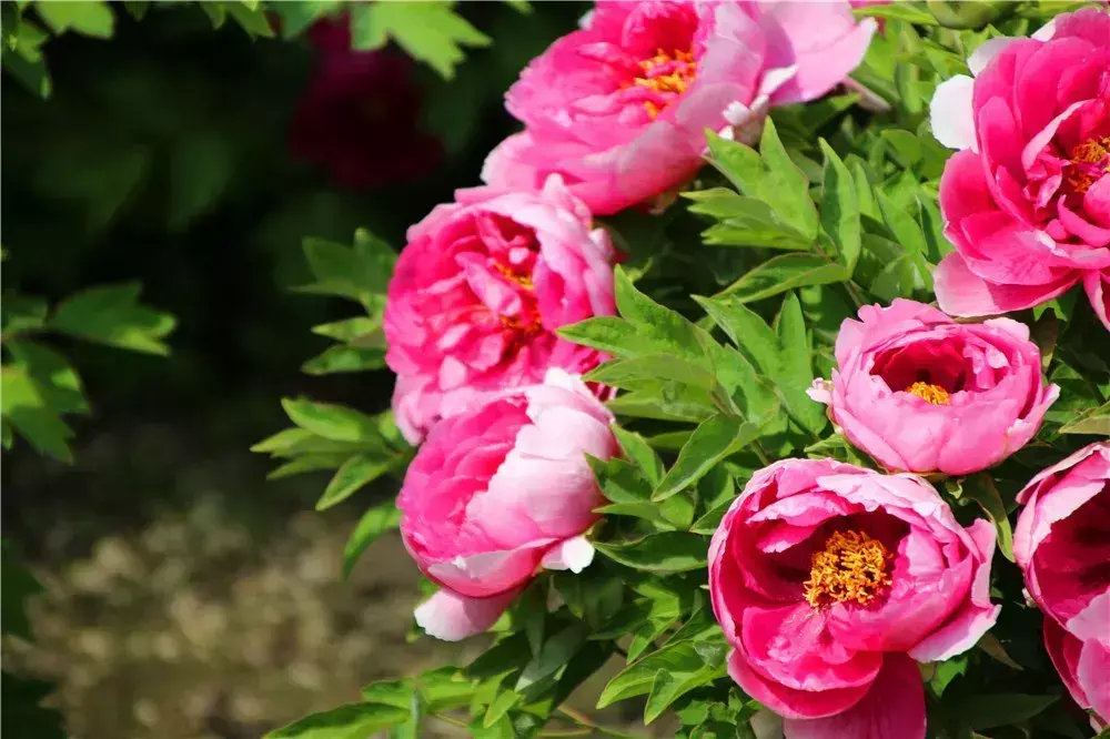 石榴树黄了风水有什么说法吗