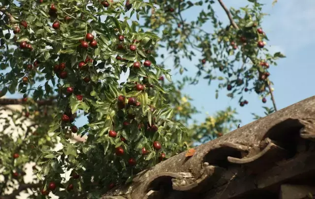 石榴树黄了风水有什么说法吗