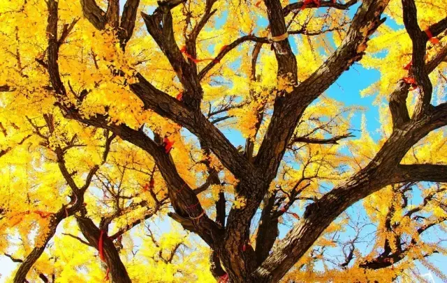 石榴树黄了风水有什么说法吗