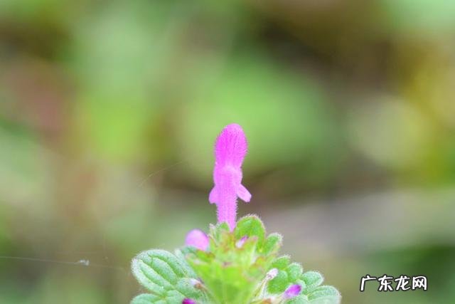 怎么拍照片好看?