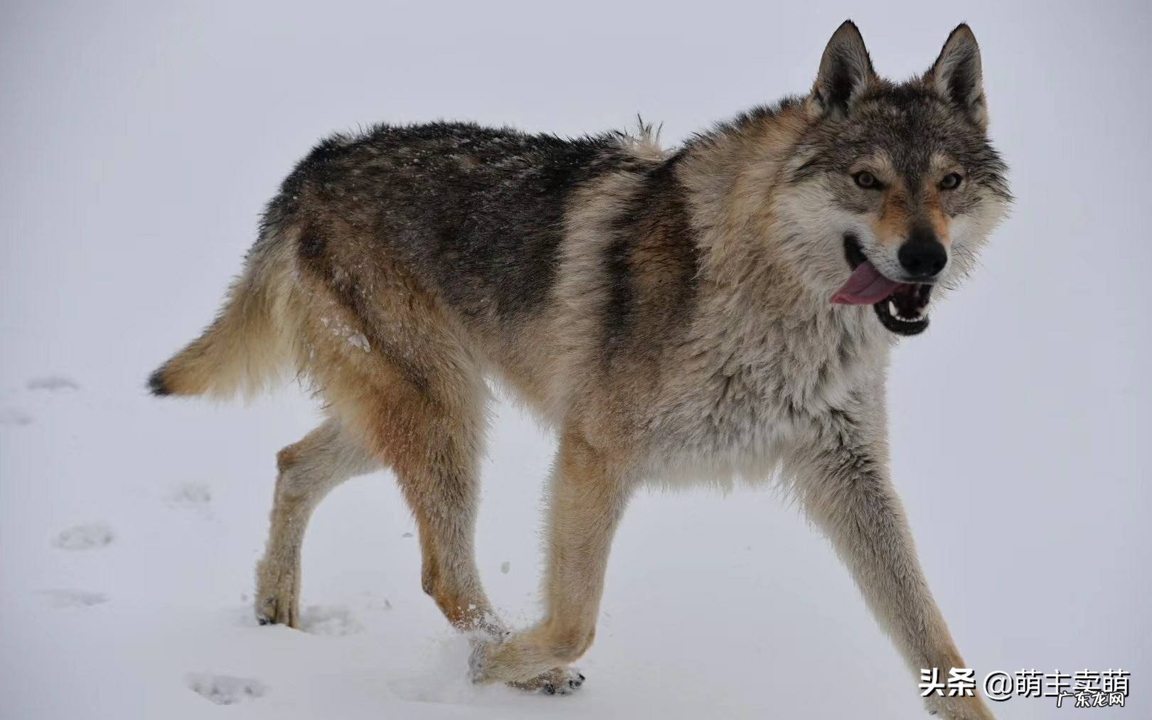 世界上最贵的狗狗到底是什么品种?有何特点呢?