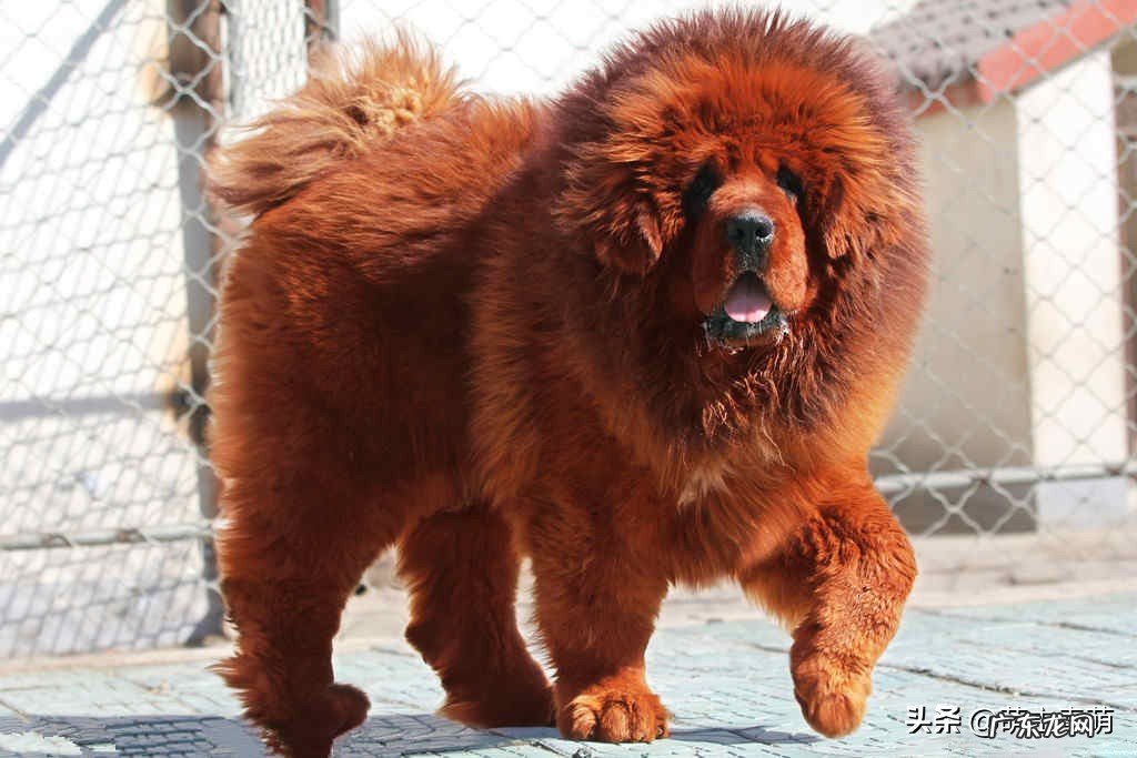 世界上最贵的狗狗到底是什么品种?有何特点呢?