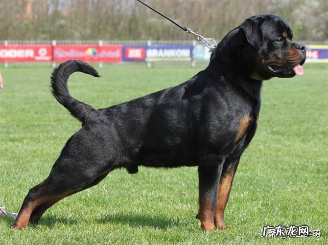 世界上最贵的狗狗到底是什么品种?有何特点呢?