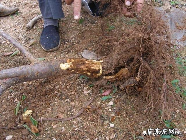 樱桃树根腐烂怎么处理?