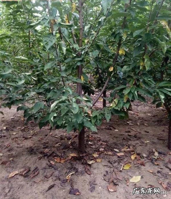 樱桃树根腐烂怎么处理?