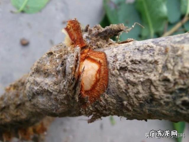 樱桃树根腐烂怎么处理?