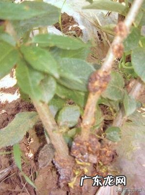 樱桃有了根瘤还能种吗?怎么办?