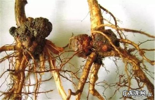 樱桃有了根瘤还能种吗?怎么办?