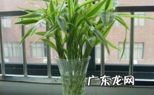 富贵竹水养多久能生根-富贵竹如何快速发芽生根?