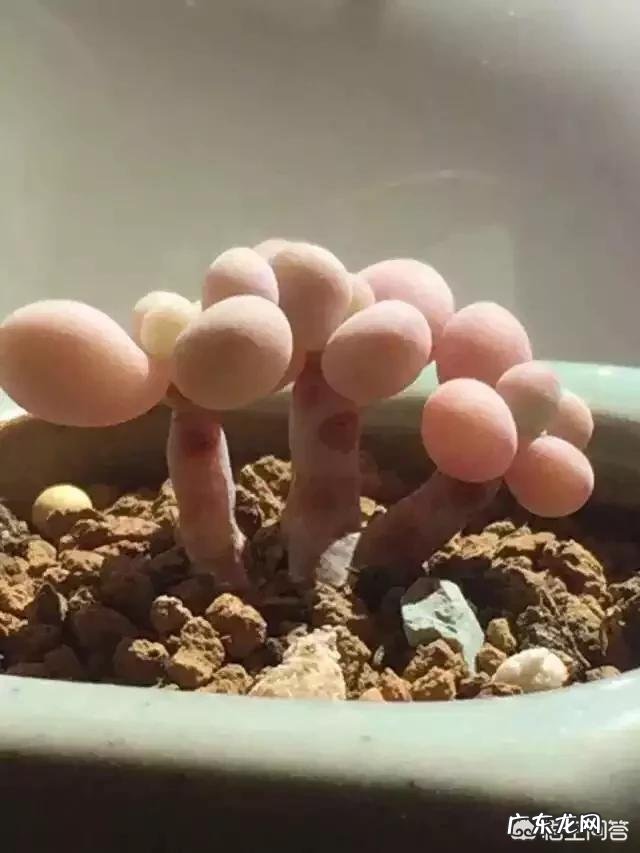 养多肉是买现成的土好还是自己配土好?