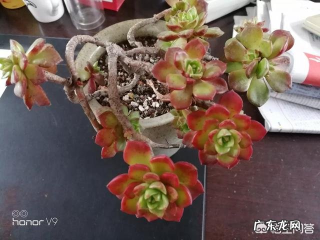 养多肉是买现成的土好还是自己配土好?