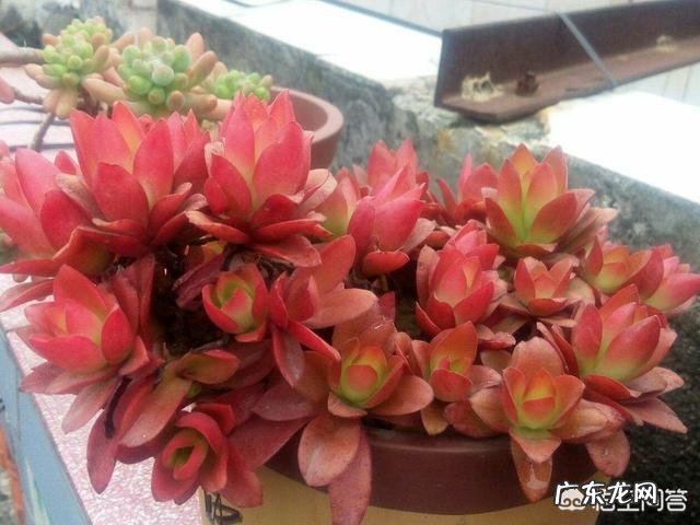 养多肉是买现成的土好还是自己配土好？