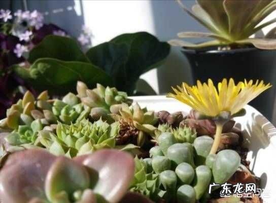 养多肉是买现成的土好还是自己配土好?