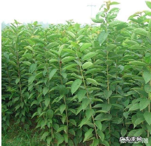 樱桃树栽前需要浸根吗？需要什么药液？