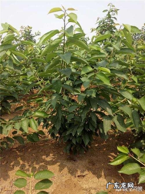 樱桃树栽前需要浸根吗?需要什么药液?