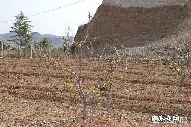 樱桃树栽前需要浸根吗？需要什么药液？