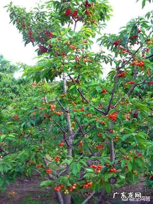 樱桃树栽前需要浸根吗?需要什么药液?