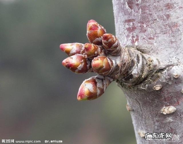 樱桃树栽前需要浸根吗?需要什么药液?