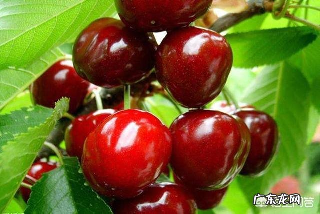 樱桃树栽前需要浸根吗？需要什么药液？