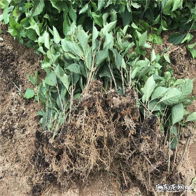 樱桃树栽前需要浸根吗?需要什么药液?