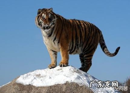 藏獒和东北虎打架,哪个更厉害?