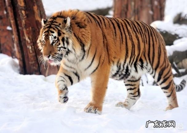 藏獒和东北虎打架，哪个更厉害？