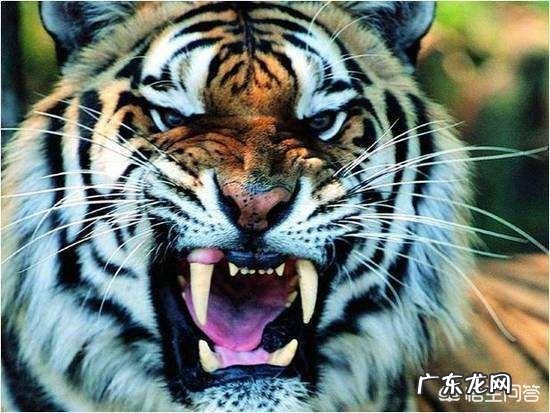 藏獒和东北虎打架，哪个更厉害？