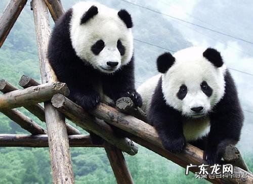 大熊猫明明战斗力很强,但是为什么一直看到的都是萌萌的?有没有伤人事件?