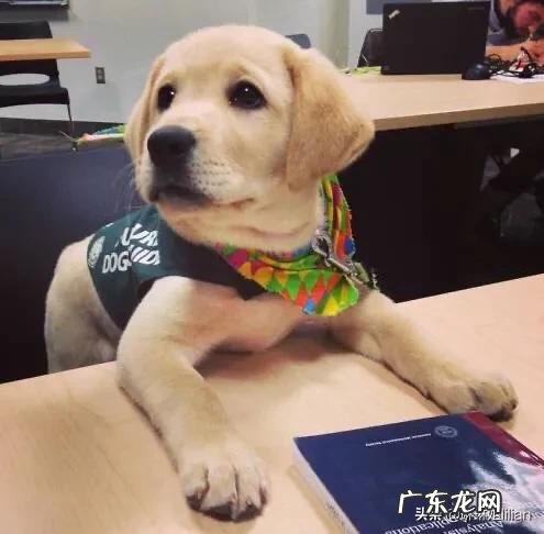 家里的狗狗为什么对着空气叫唤?