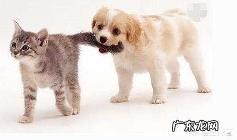 家里的狗狗为什么对着空气叫唤?