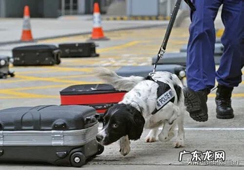 家里的狗狗为什么对着空气叫唤?