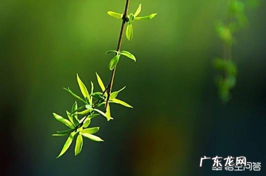 今日春分,你知道哪些关于春分的诗句,或者在你的家乡有哪些关于春分的习俗?