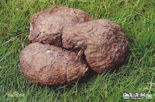 茯苓有什么功效?