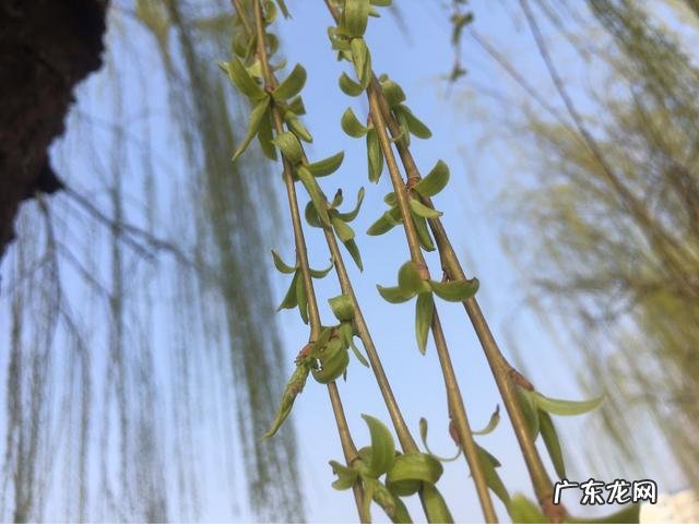 春天田野里的荠菜都老了不好吃了,还有什么野菜可以挖呢?