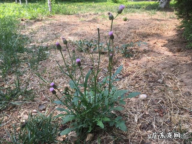 春天田野里的荠菜都老了不好吃了,还有什么野菜可以挖呢?