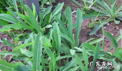 春天田野里的荠菜都老了不好吃了,还有什么野菜可以挖呢?