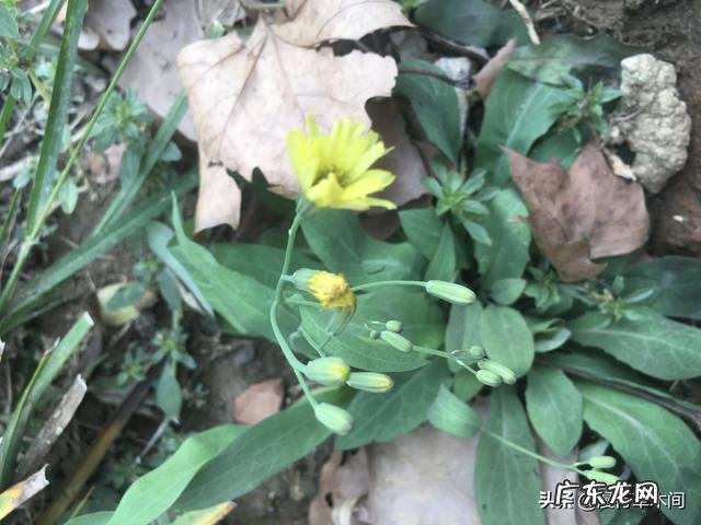 春天田野里的荠菜都老了不好吃了,还有什么野菜可以挖呢?