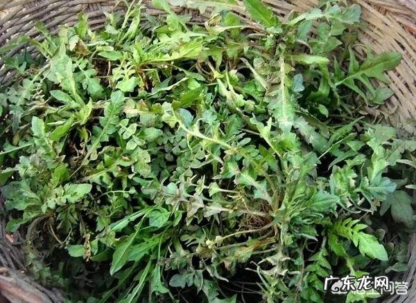 春天田野里的荠菜都老了不好吃了,还有什么野菜可以挖呢?