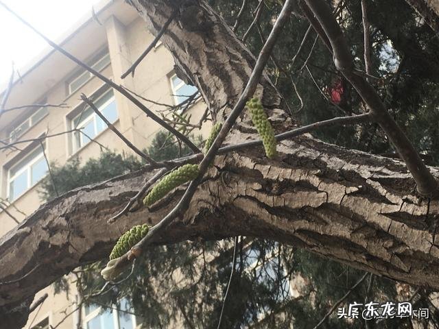 春天田野里的荠菜都老了不好吃了,还有什么野菜可以挖呢?