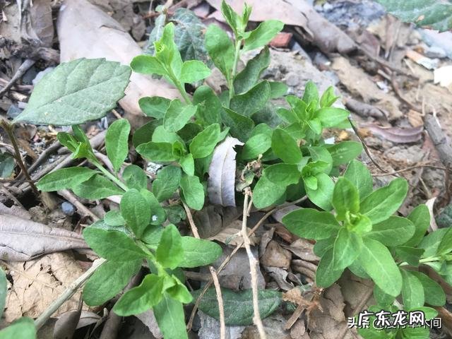 春天田野里的荠菜都老了不好吃了,还有什么野菜可以挖呢?