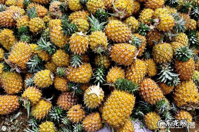 为什么吃菠萝要用盐水泡?