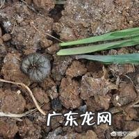 玉米地出现很多地老虎，怎么防治最有效？