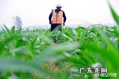 玉米地出现很多地老虎,怎么防治最有效?