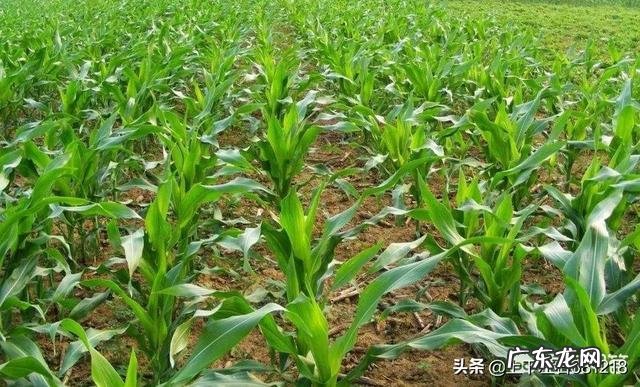 玉米地出现很多地老虎，怎么防治最有效？