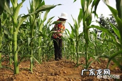 玉米地出现很多地老虎,怎么防治最有效?