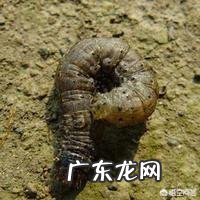 玉米地出现很多地老虎，怎么防治最有效？
