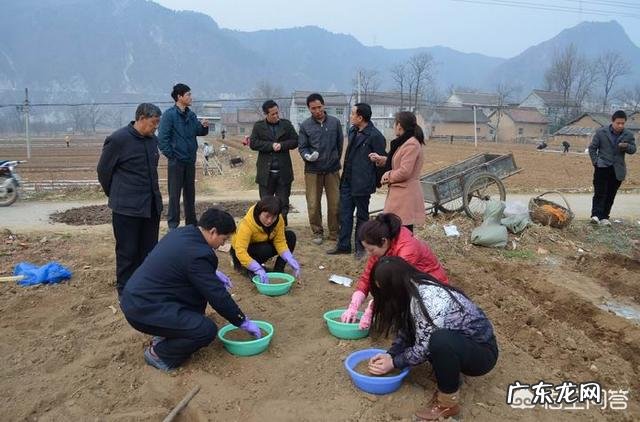 玉米地出现很多地老虎，怎么防治最有效？